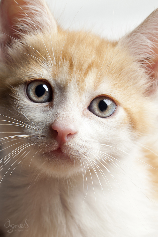 Agnes Perspective_Cat portrait_12